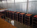 Фото Оптовая продажа овощей и фруктов в ФУД СИТИ